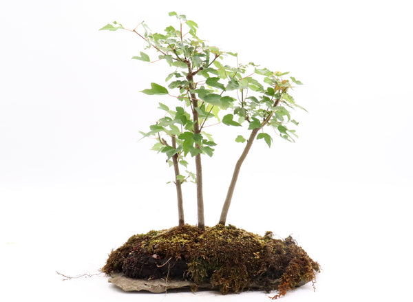 TREEEE.様 IMG_3715_grande.jpg?v=1747154789