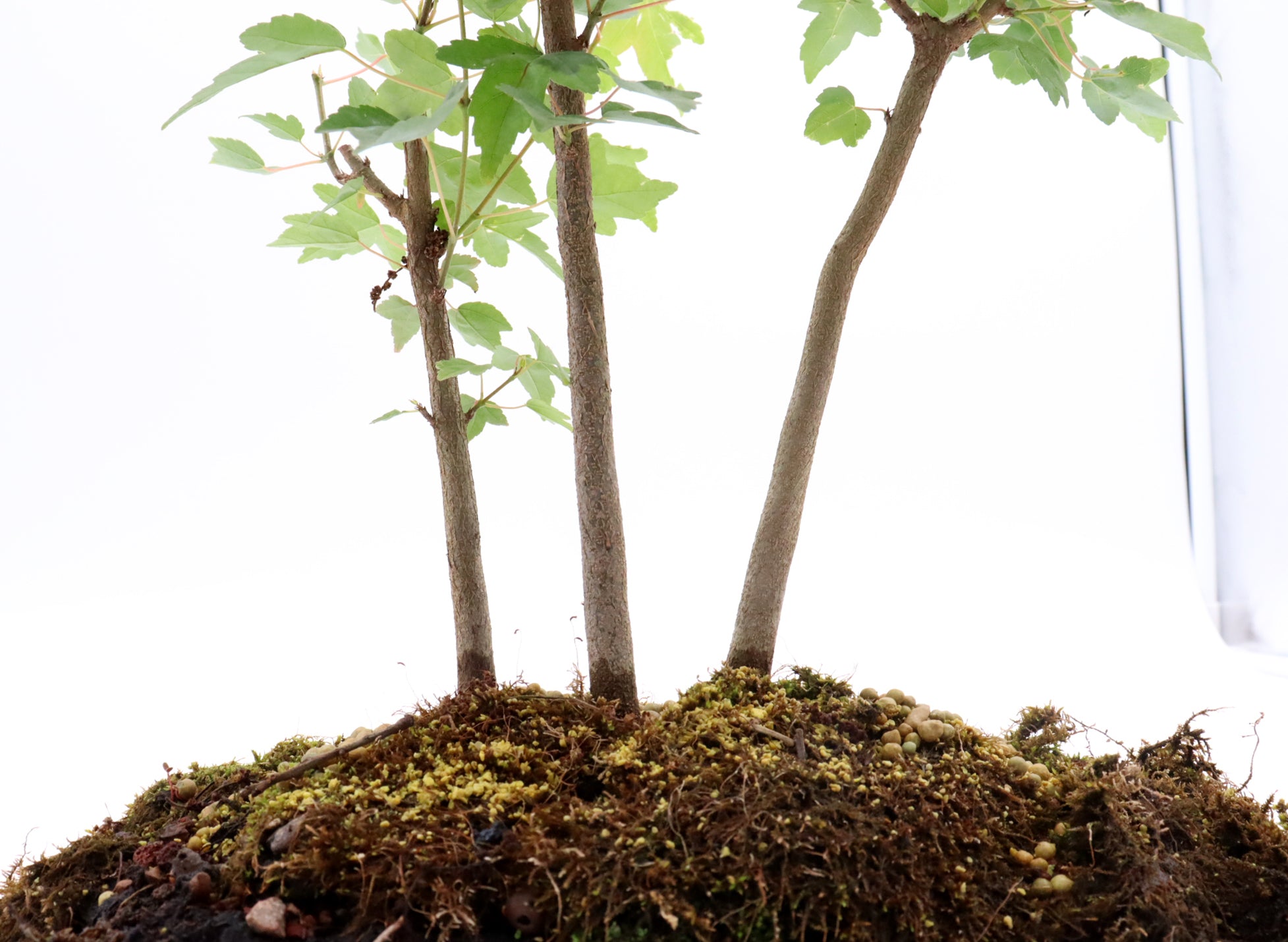 Three Tree Trident Maple Forest on a Slab
