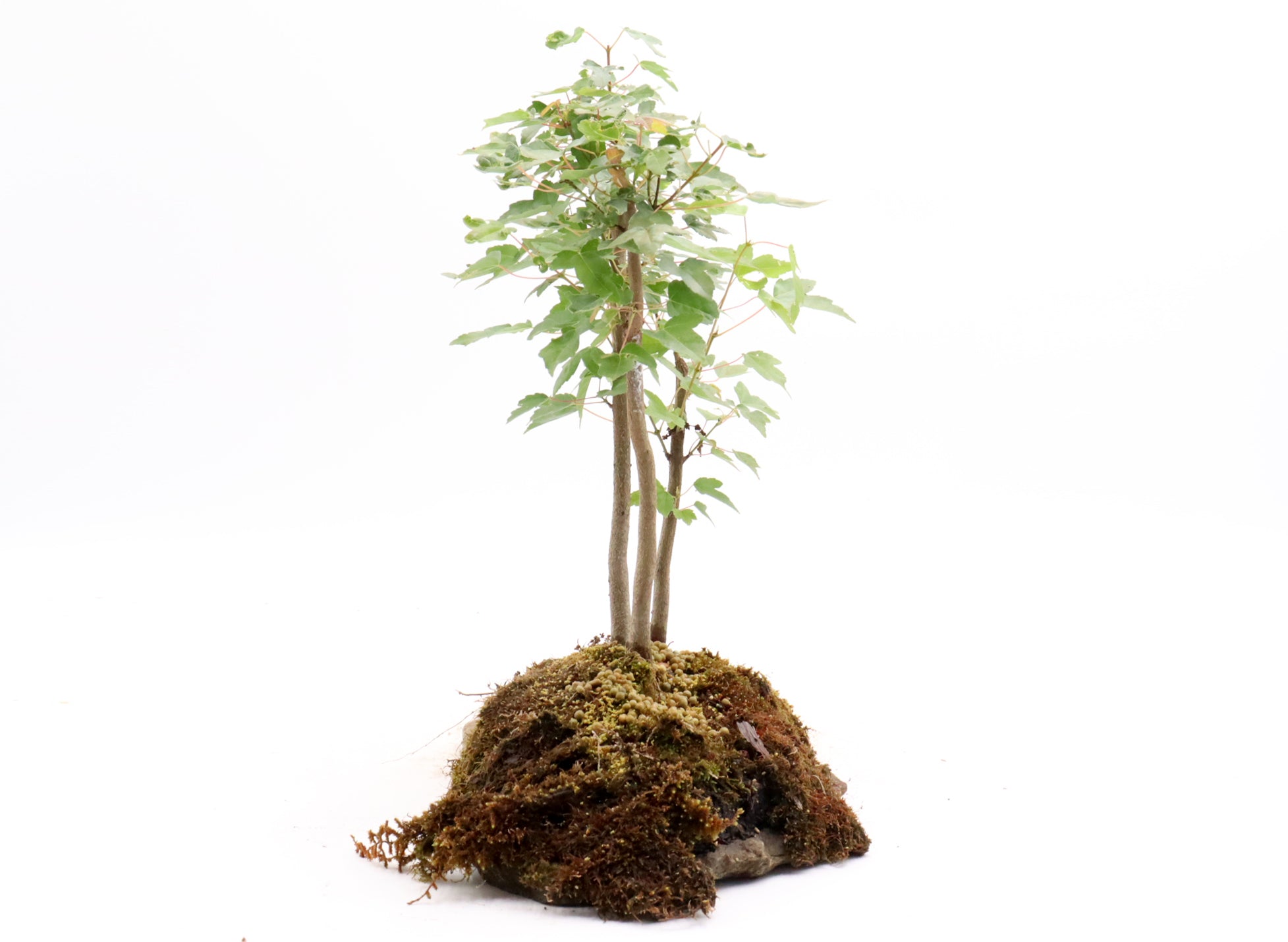 Three Tree Trident Maple Forest on a Slab