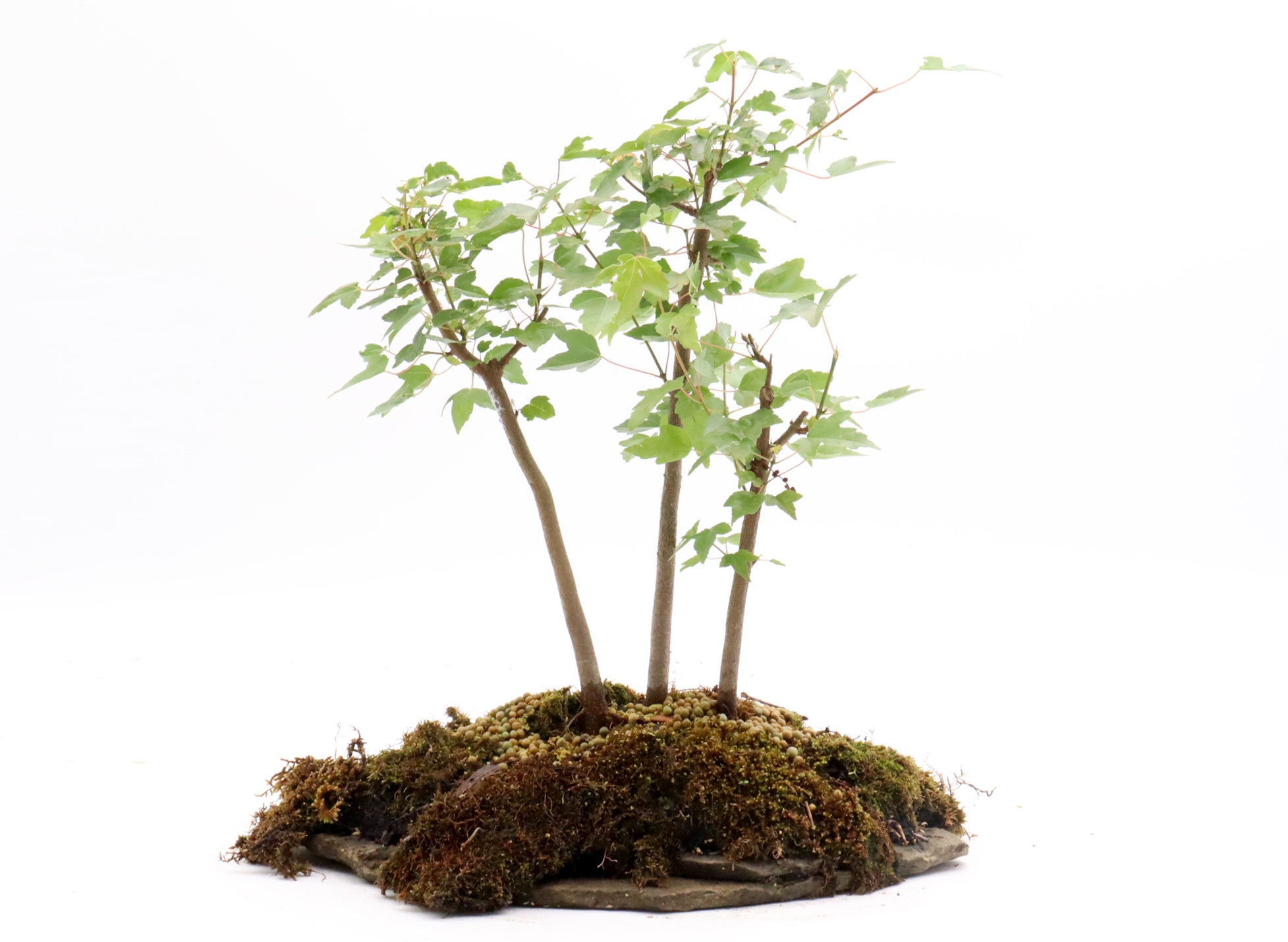 Three Tree Trident Maple Forest on a Slab