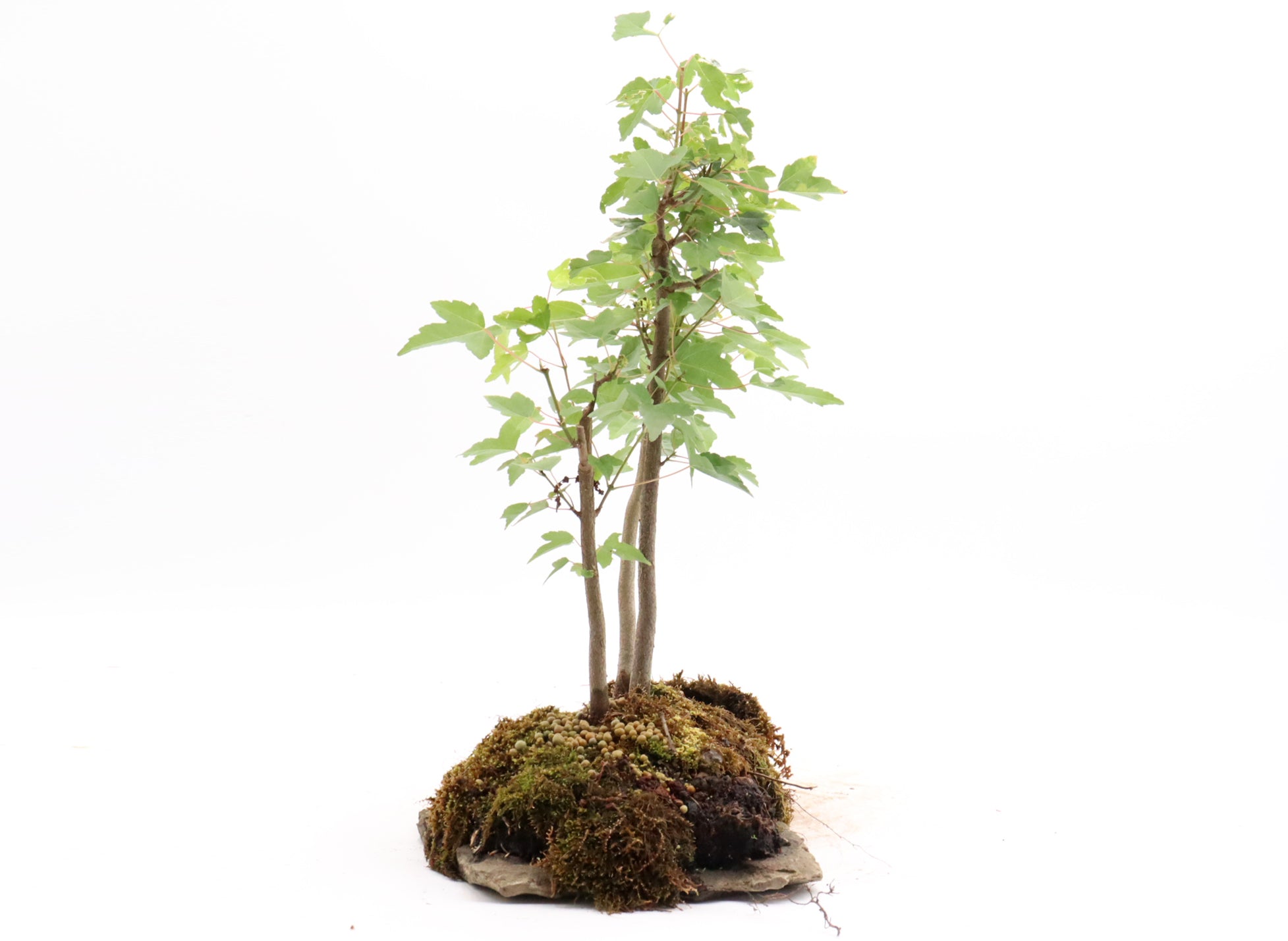 Three Tree Trident Maple Forest on a Slab