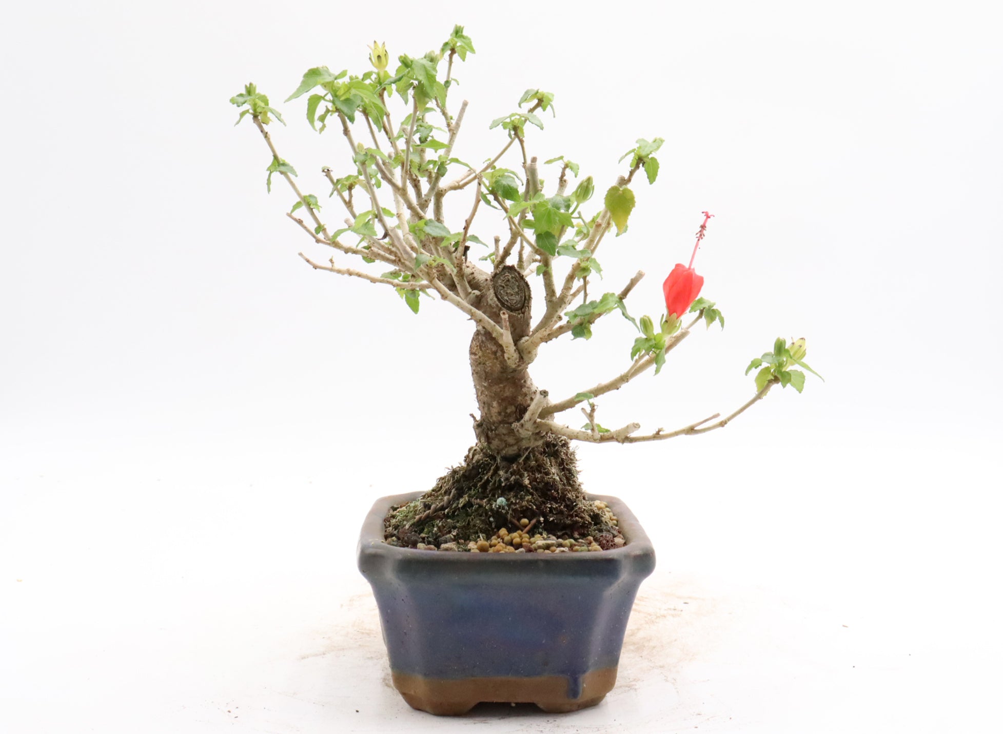 Shohin Turk's Cap Hibiscus in a Glazed Container