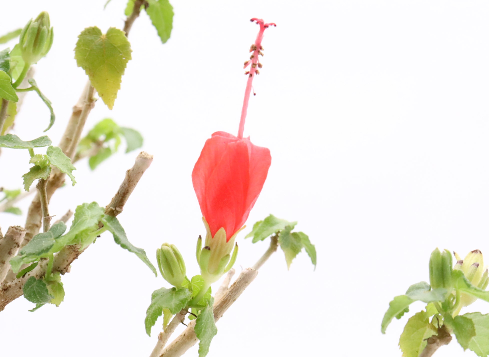 Shohin Turk's Cap Hibiscus in a Glazed Container