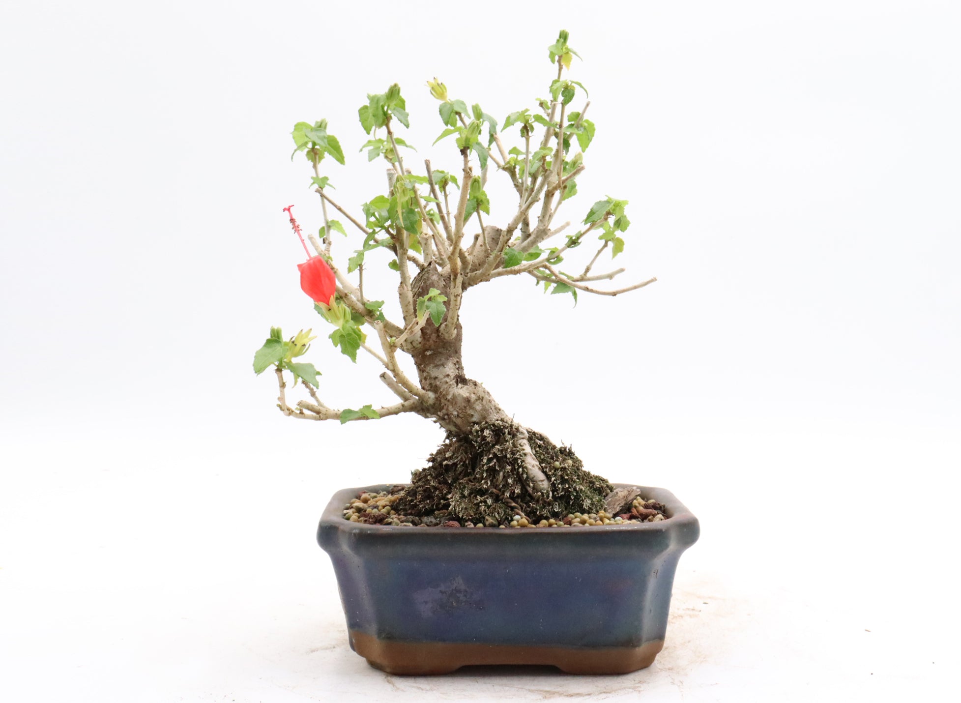 Shohin Turk's Cap Hibiscus in a Glazed Container