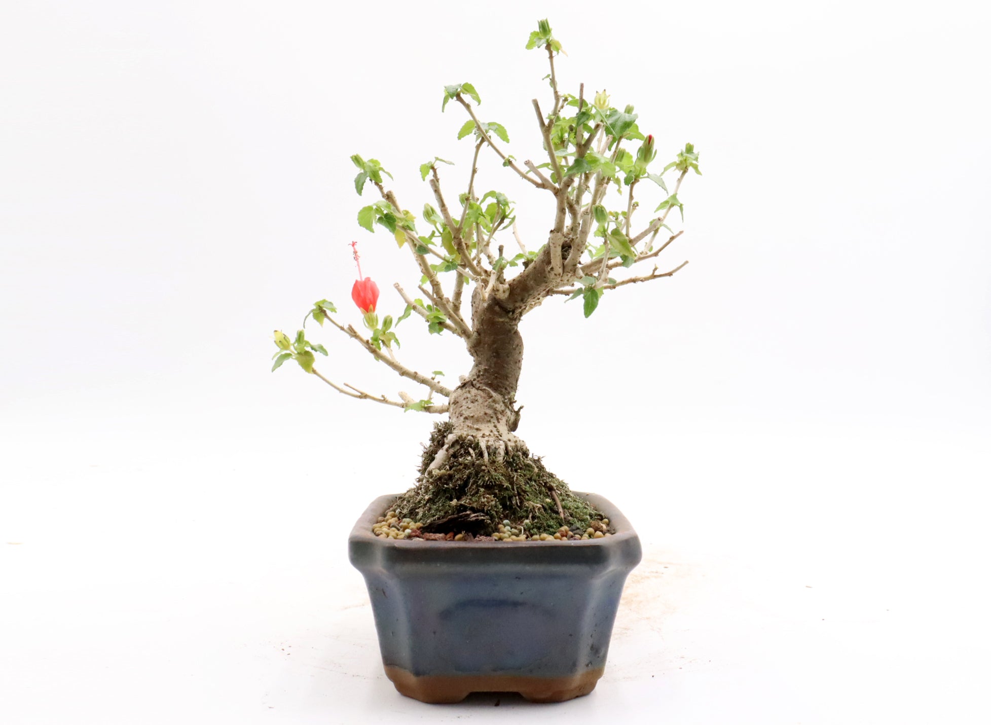 Shohin Turk's Cap Hibiscus in a Glazed Container