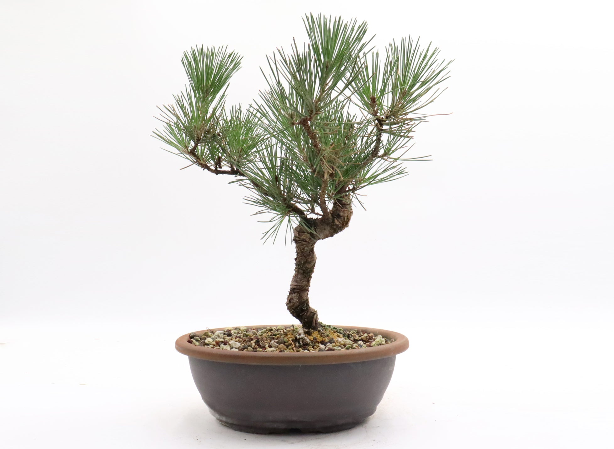 Japanese Black Pine Pre-Bonsai in a 10 Inch Plastic Trainer