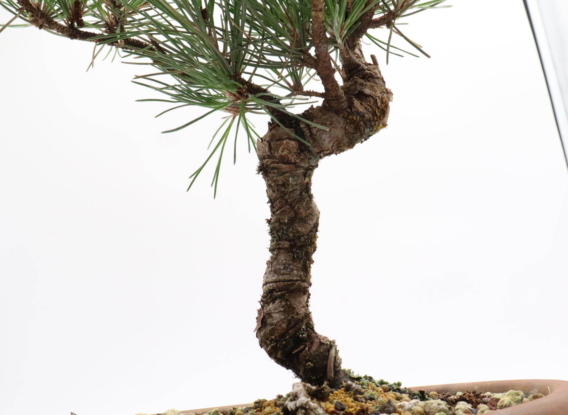 Japanese Black Pine Pre-Bonsai in a 10 Inch Plastic Trainer