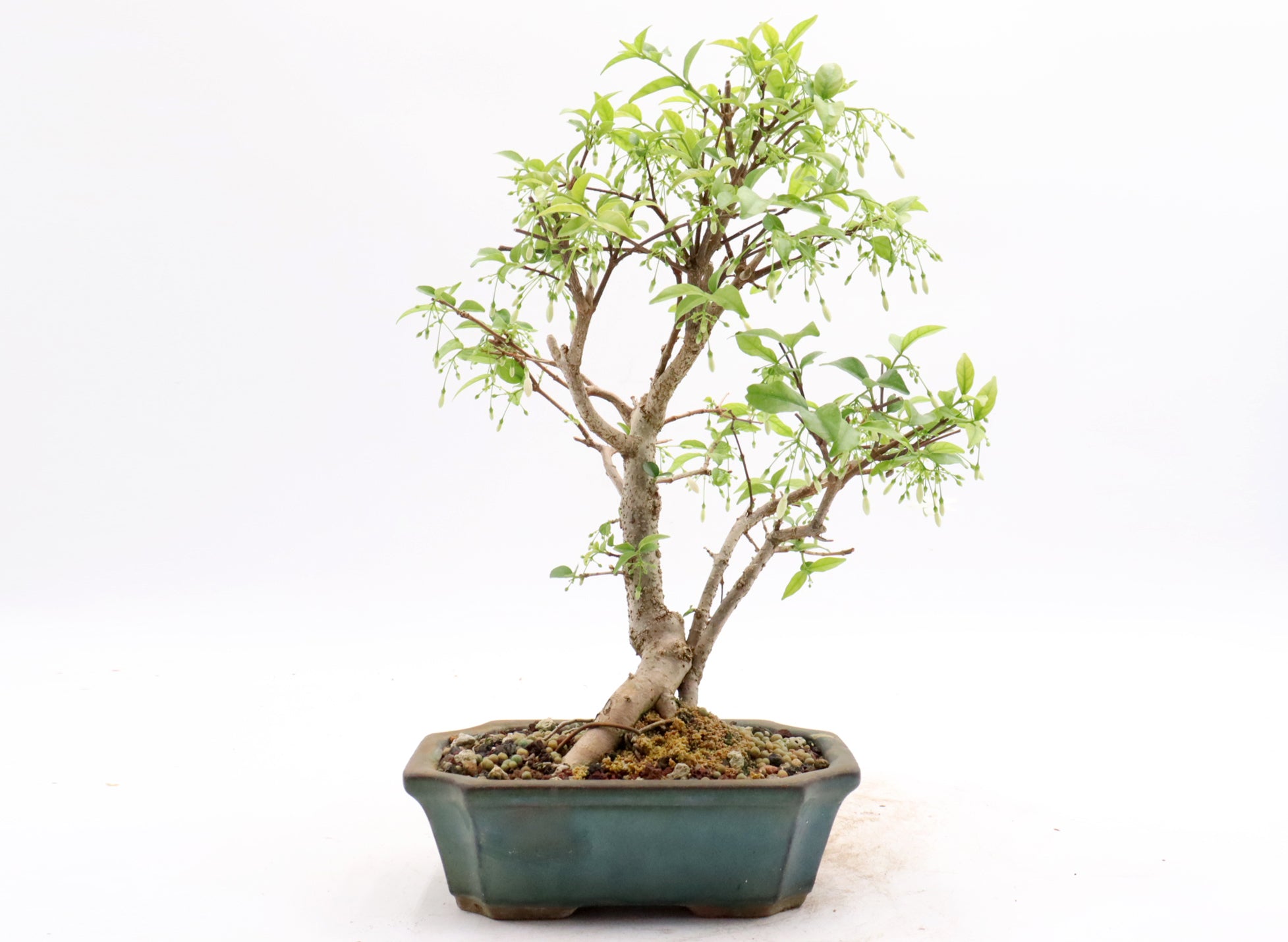 Water Jasmine in a Glazed Container