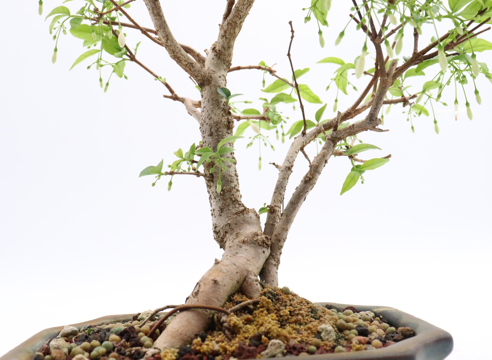 Water Jasmine in a Glazed Container