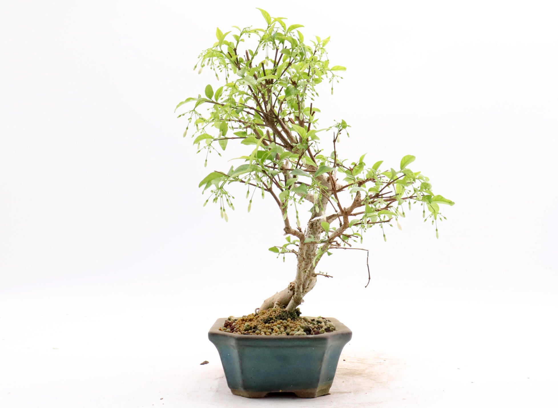 Water Jasmine in a Glazed Container