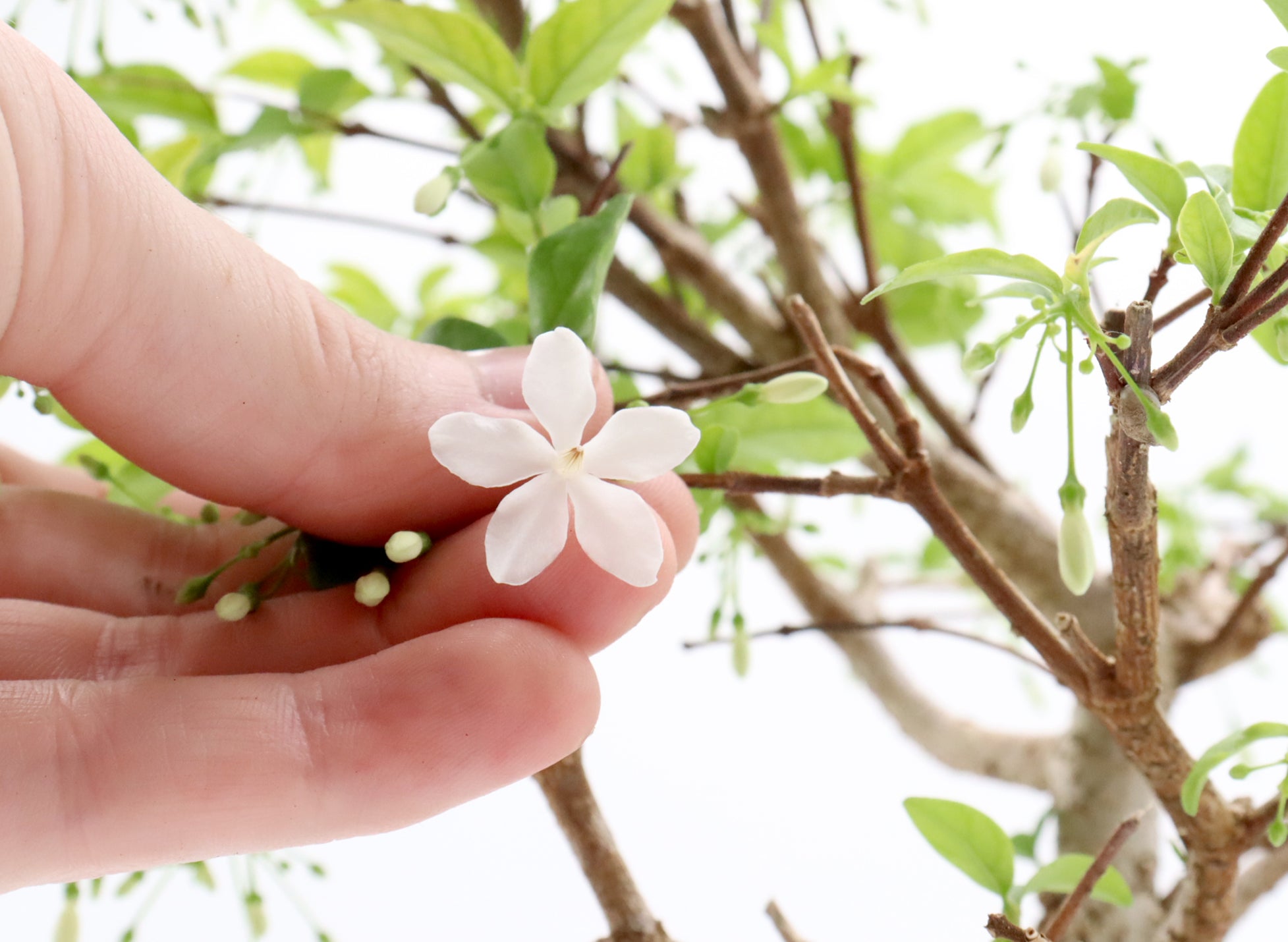 Water Jasmine in a Glazed Container