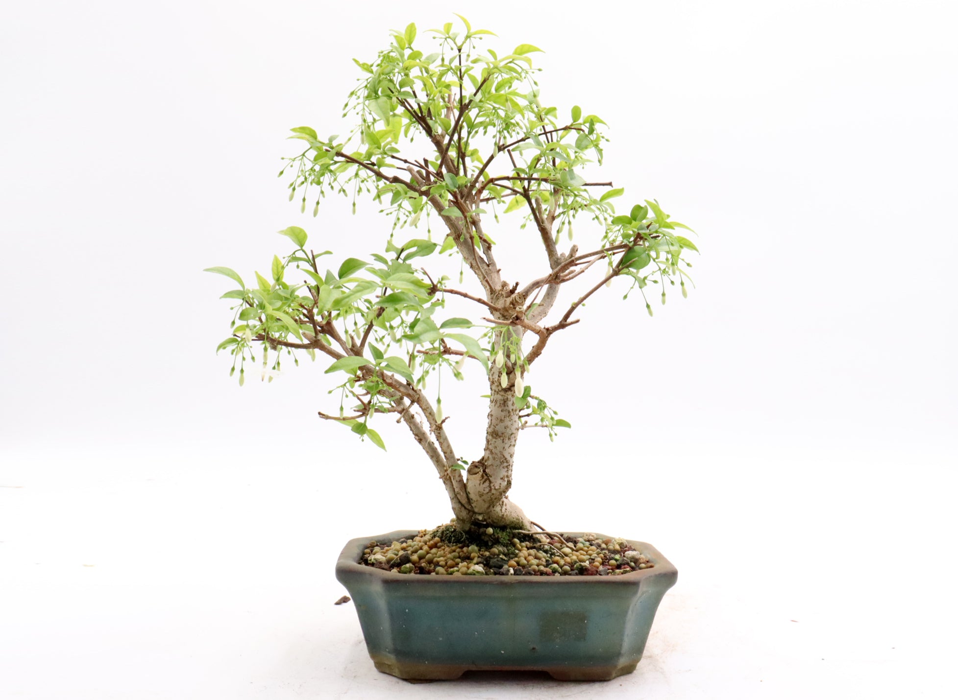 Water Jasmine in a Glazed Container