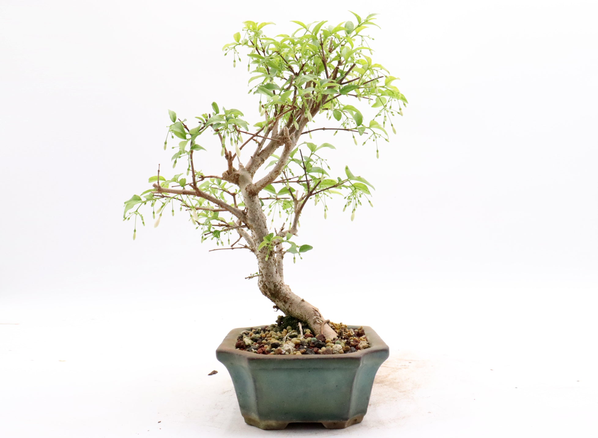 Water Jasmine in a Glazed Container