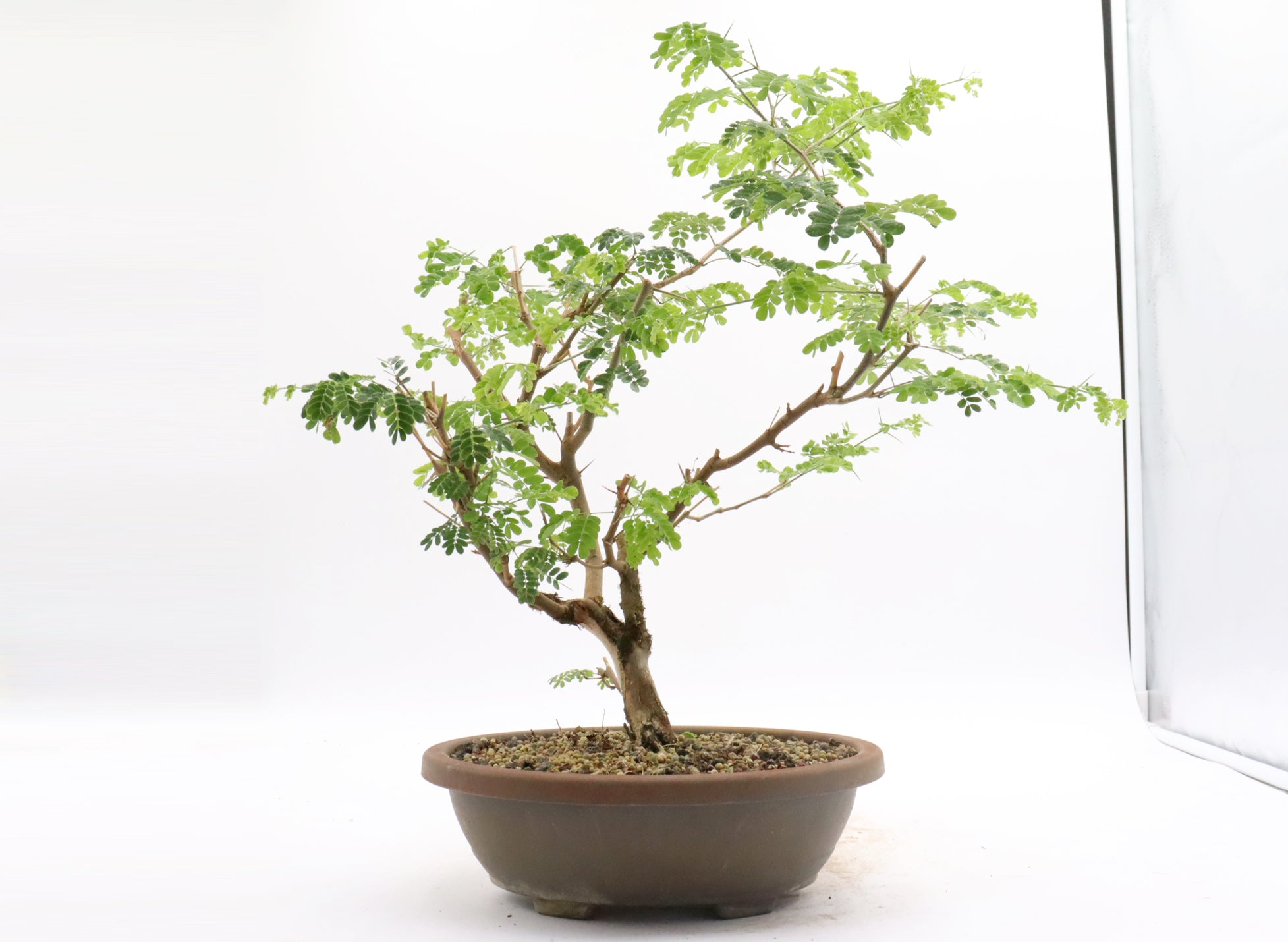 Brazilian Raintree in a Plastic Training Container