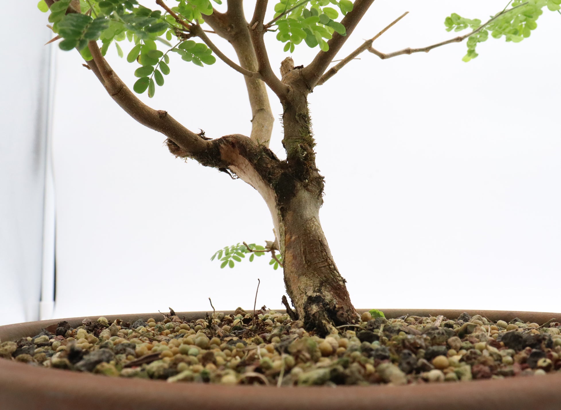 Brazilian Raintree in a Plastic Training Container