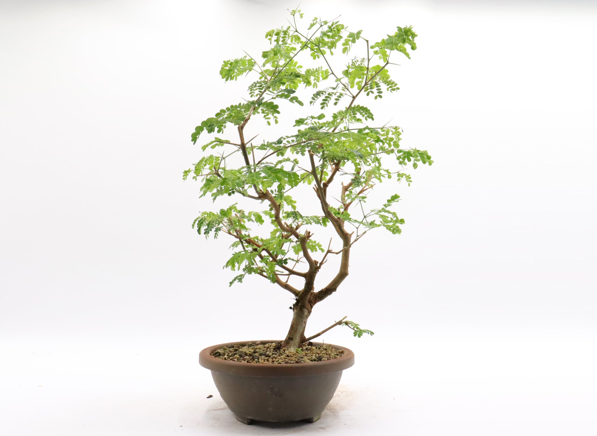 Brazilian Raintree in a Plastic Training Container