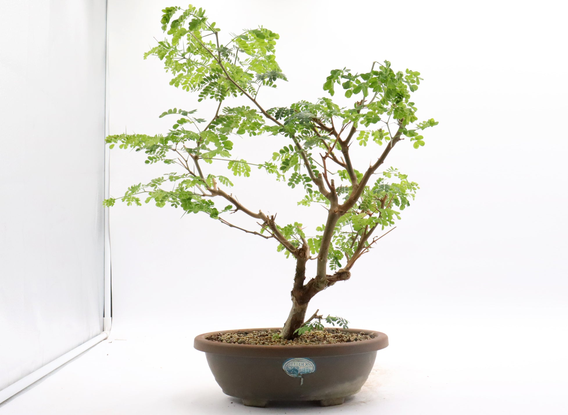 Brazilian Raintree in a Plastic Training Container