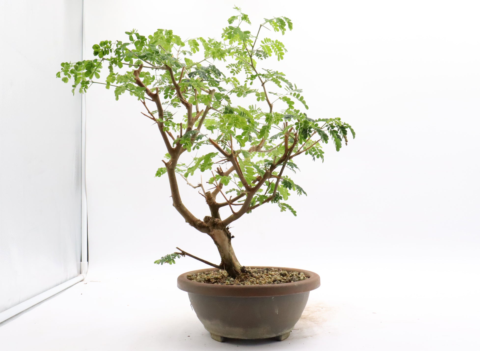 Brazilian Raintree in a Plastic Training Container