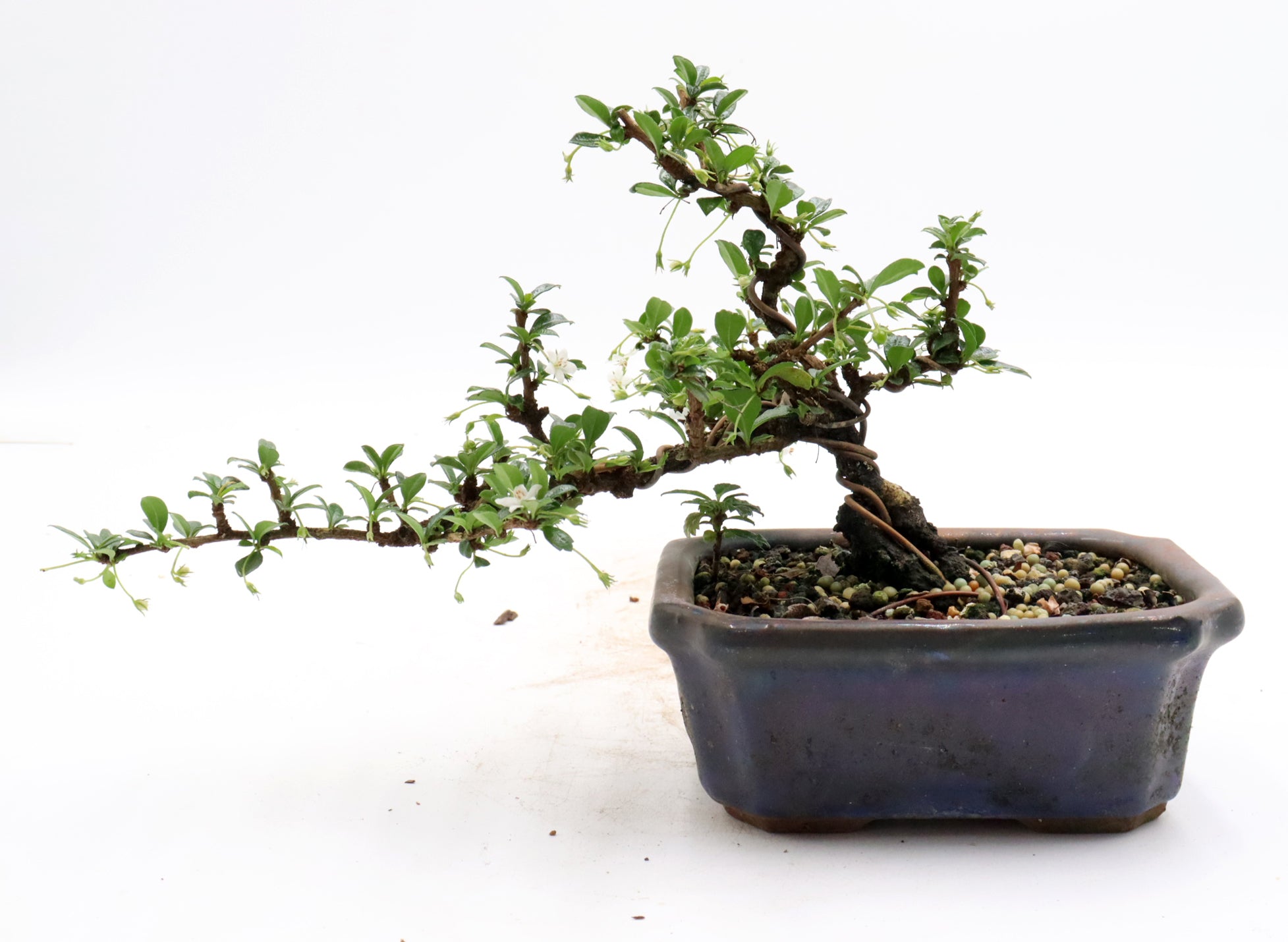 Wired Little Leaf Fukien Tea Bonsai in a Glazed Container