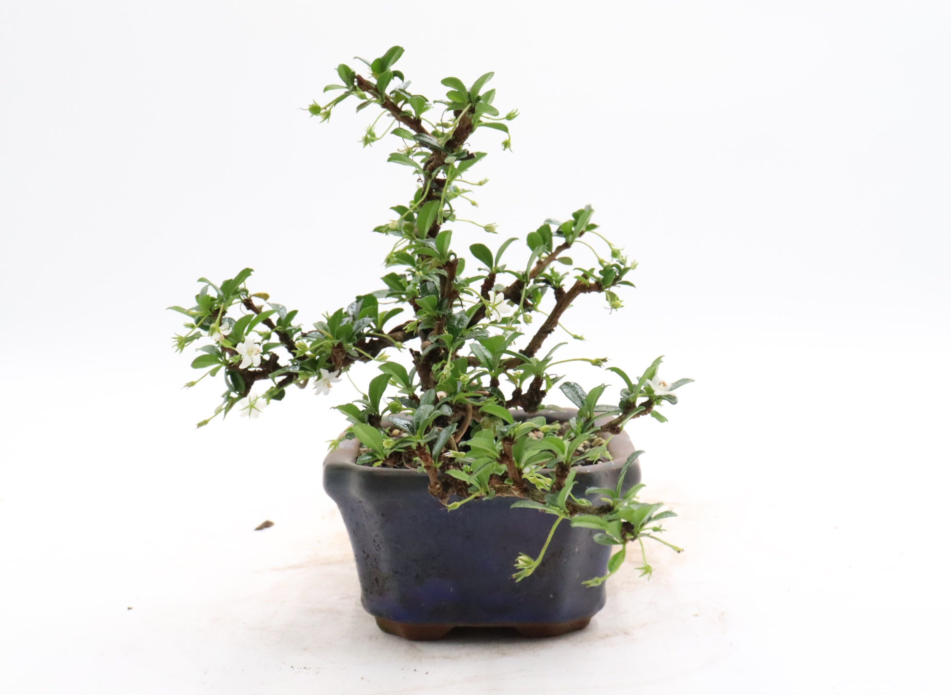 Wired Little Leaf Fukien Tea Bonsai in a Glazed Container