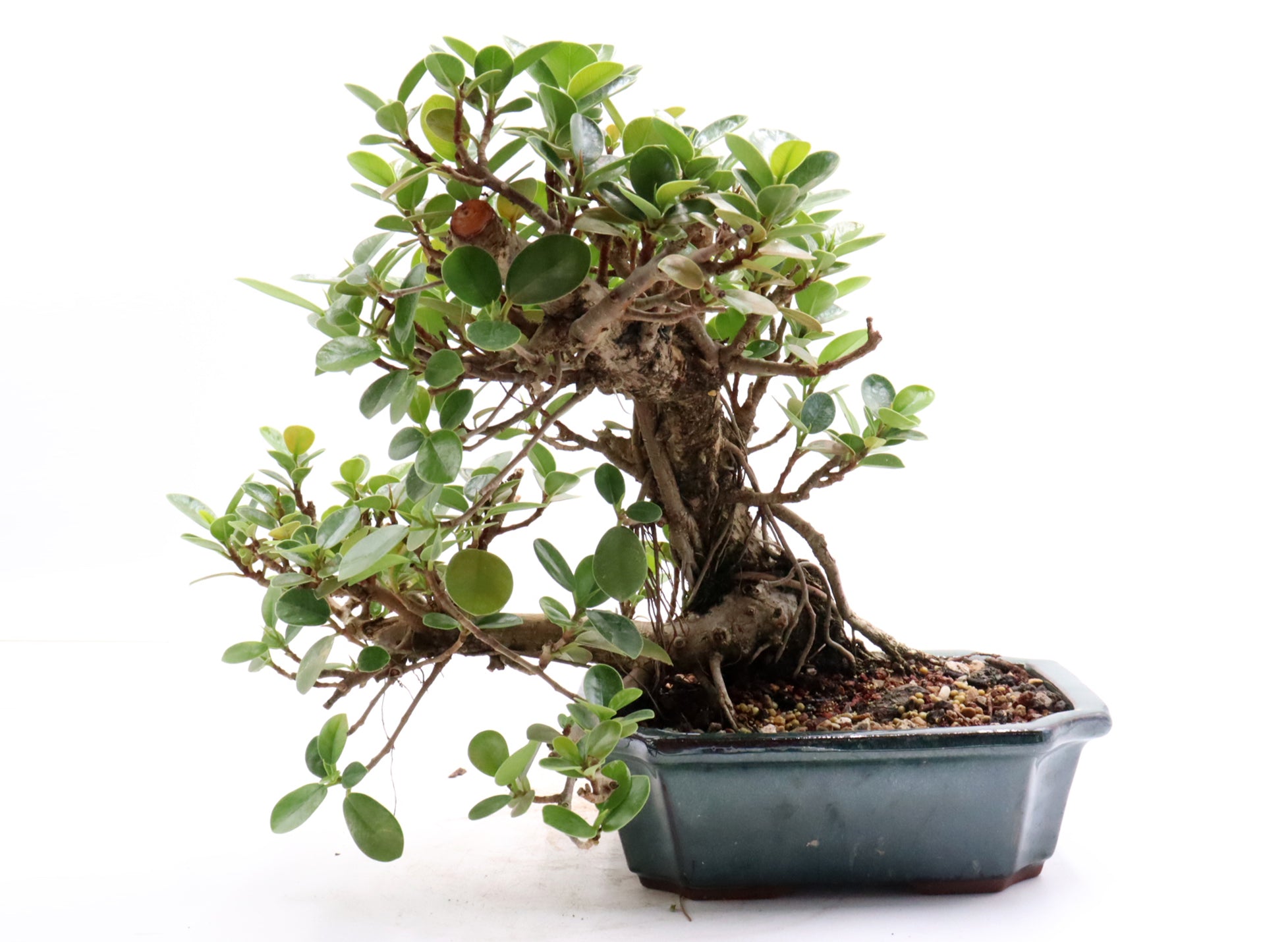 Green Island Ficus in a Glazed Container