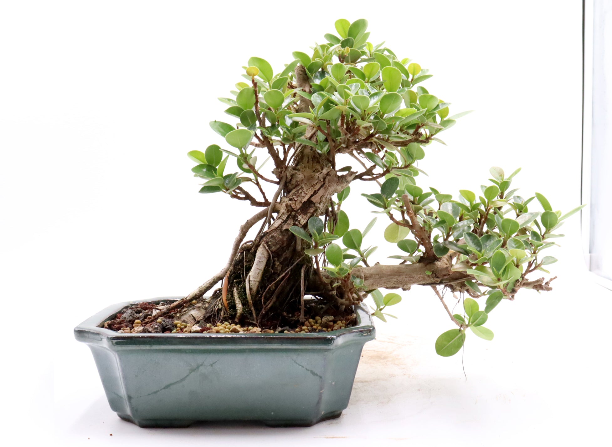Green Island Ficus in a Glazed Container