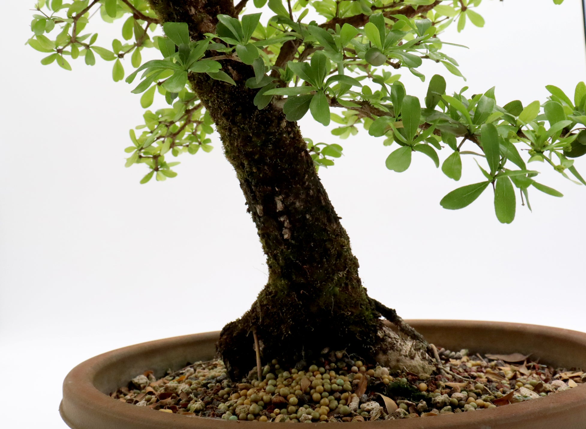 Black Olive Pre-Bonsai in a Plastic Trainer