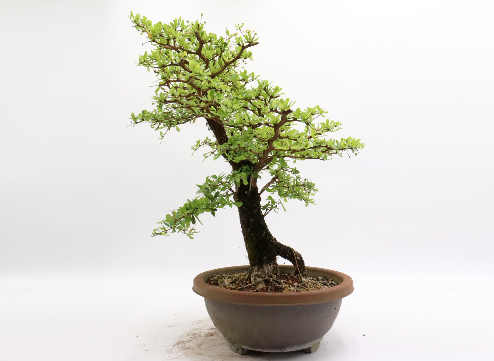 Black Olive Pre-Bonsai in a Plastic Trainer