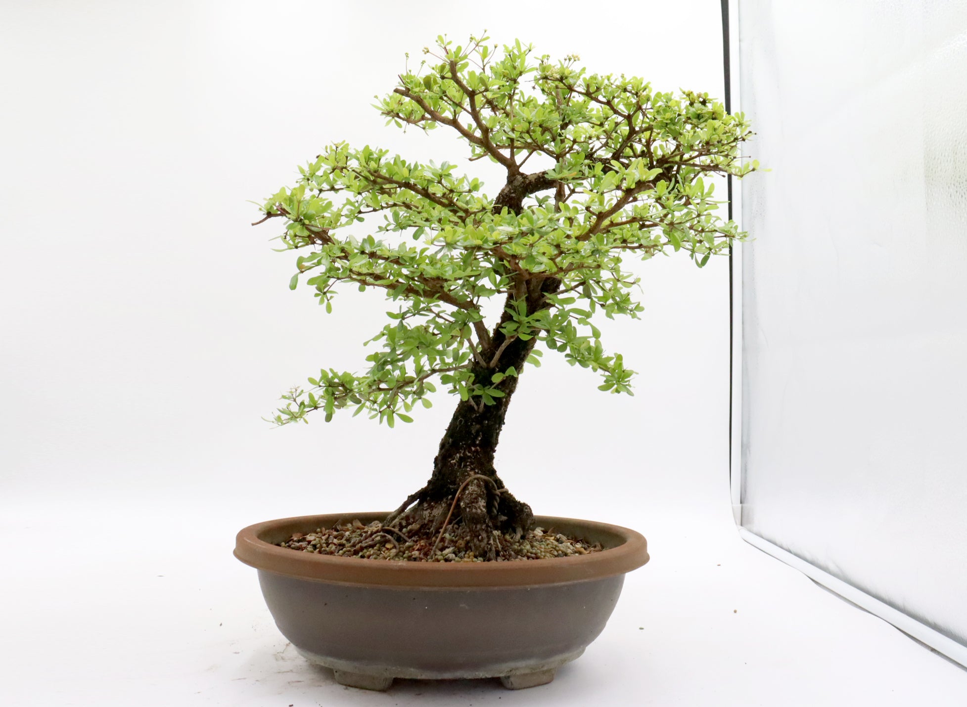 Black Olive Pre-Bonsai in a Plastic Trainer