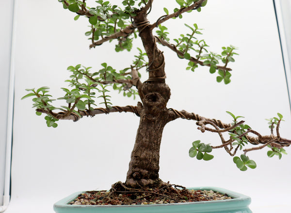 jade plant bonsai shapes Wired Mini Jade in a Light Blue Glazed Container
