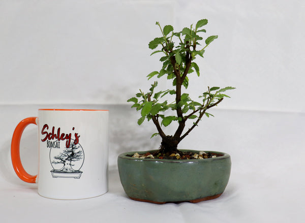 Mame Twin Trunk Chinese Elm in a Glazed Pot