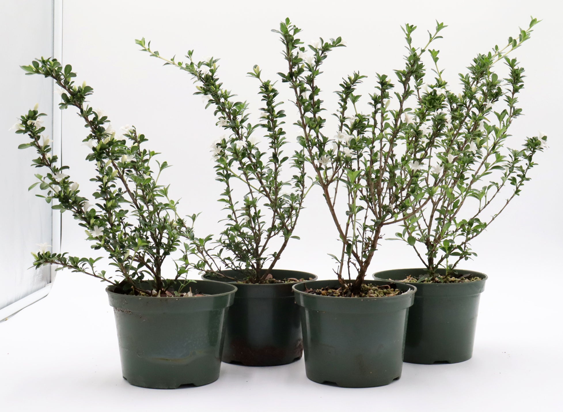 Variegated Chinese Serissa Cuttings in Five Inch Pots