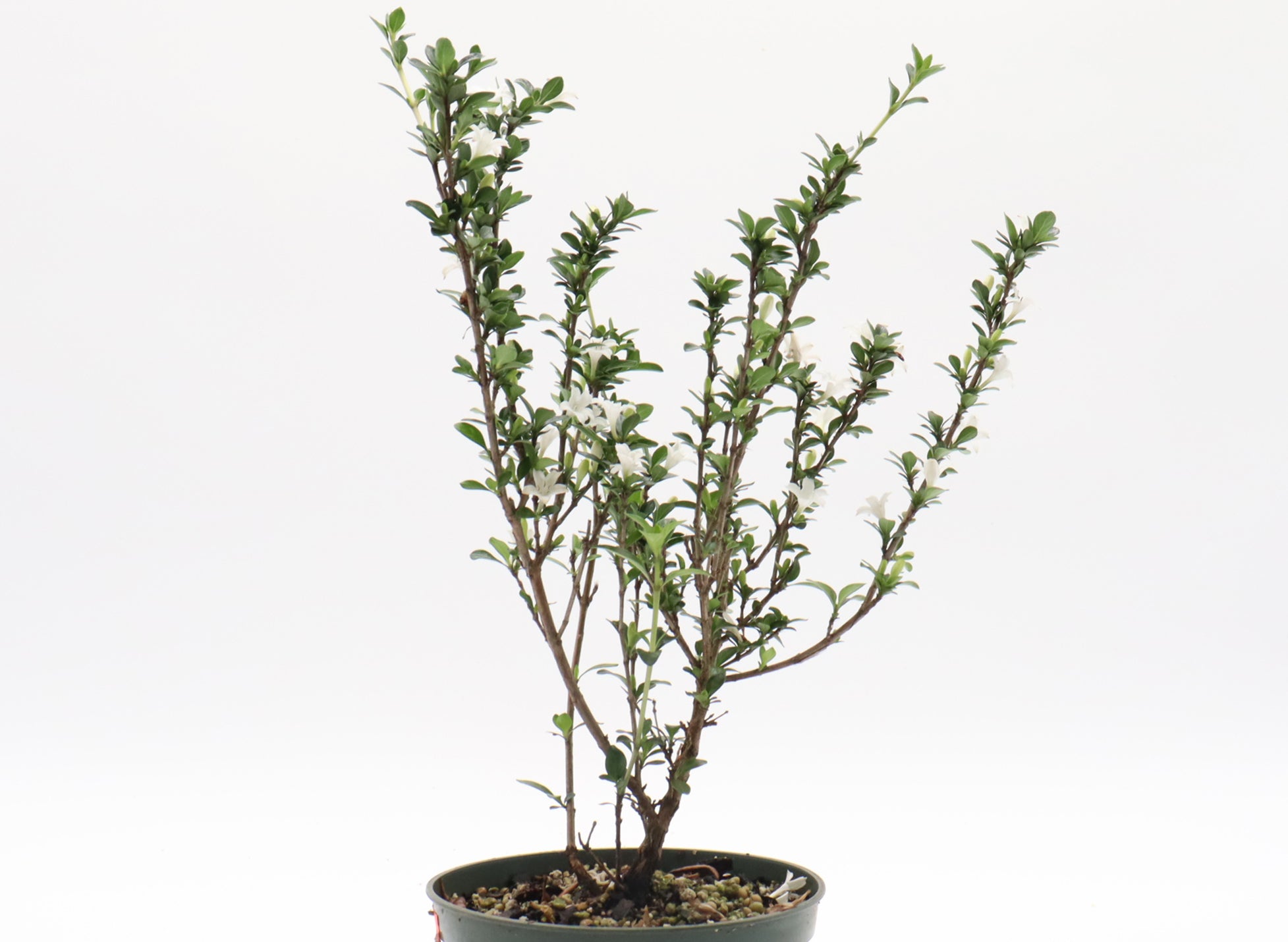 Variegated Chinese Serissa Cuttings in Five Inch Pots