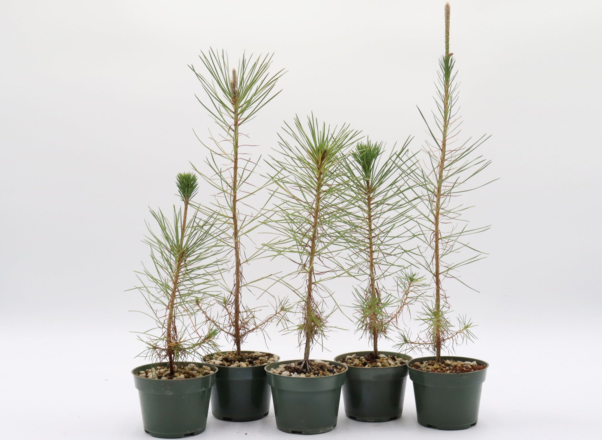 Black Pine Bonsai Trees