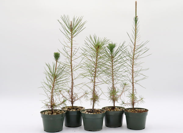 bonsai seedlings Assorted Japanese Black Pine Seedlings in Four Inch Plastic Pots