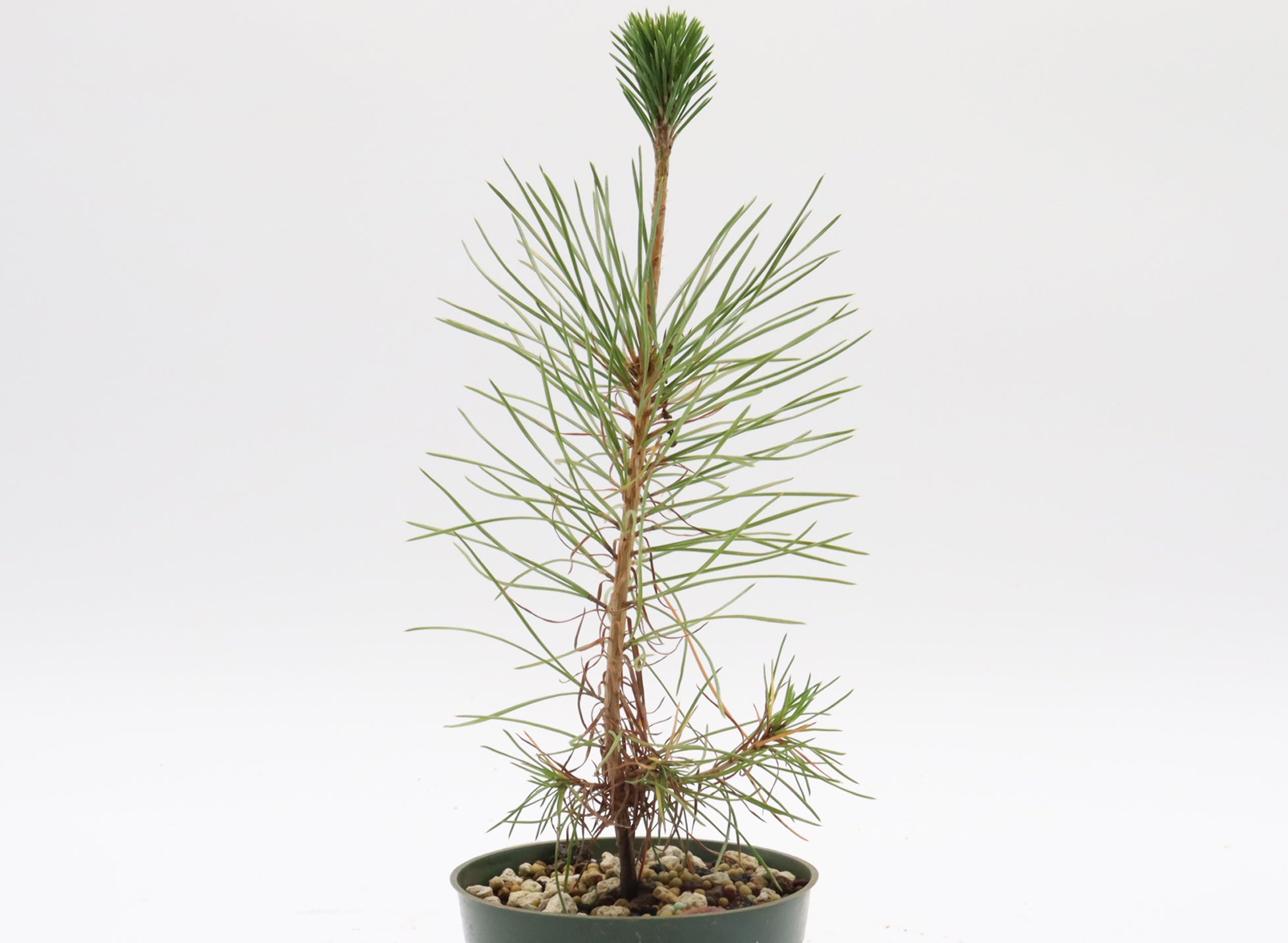 Assorted Japanese Black Pine Seedlings in Four Inch Plastic Pots