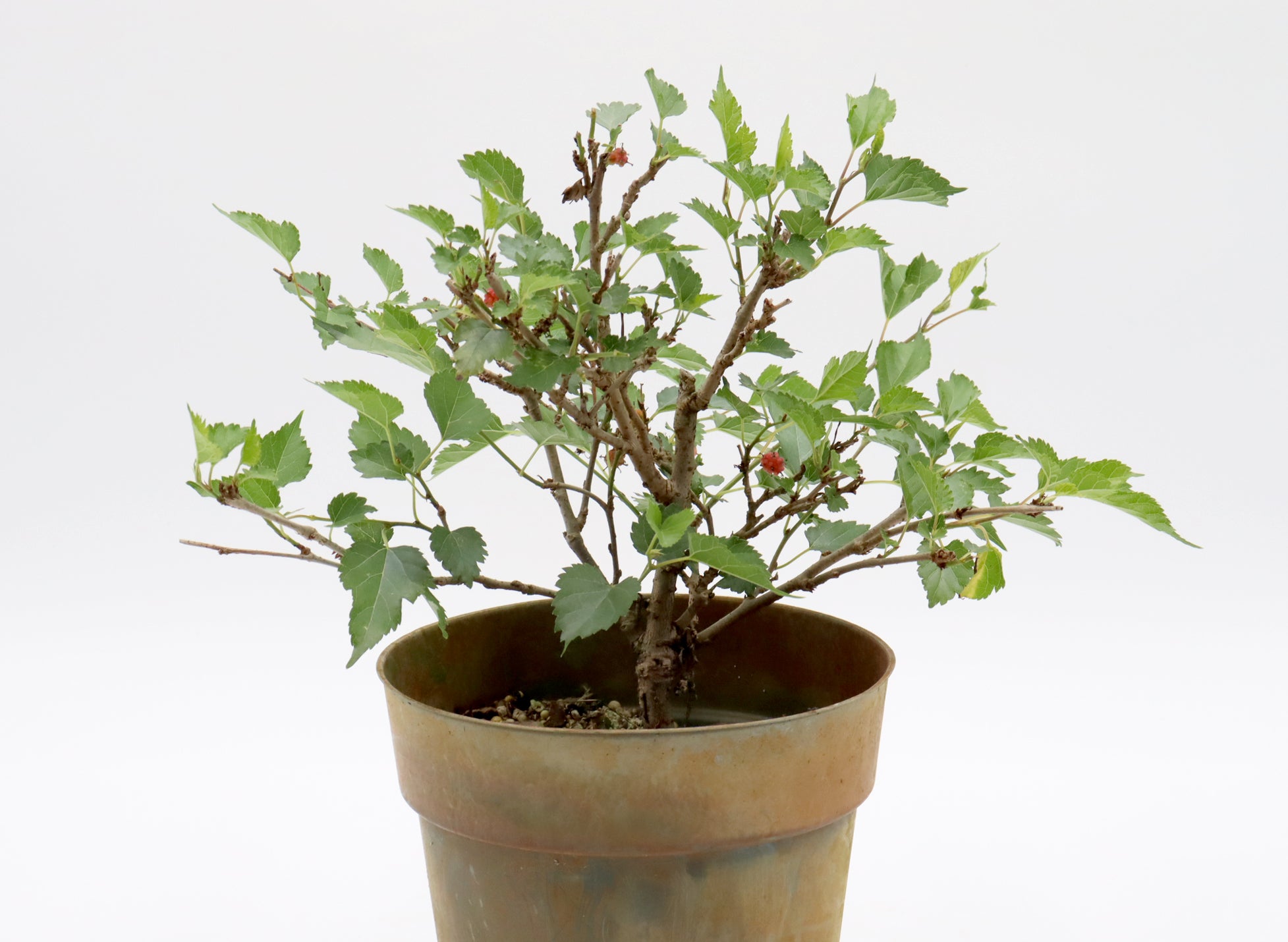 Assorted Dwarf Mulberry in Six Inch Plastic Pots