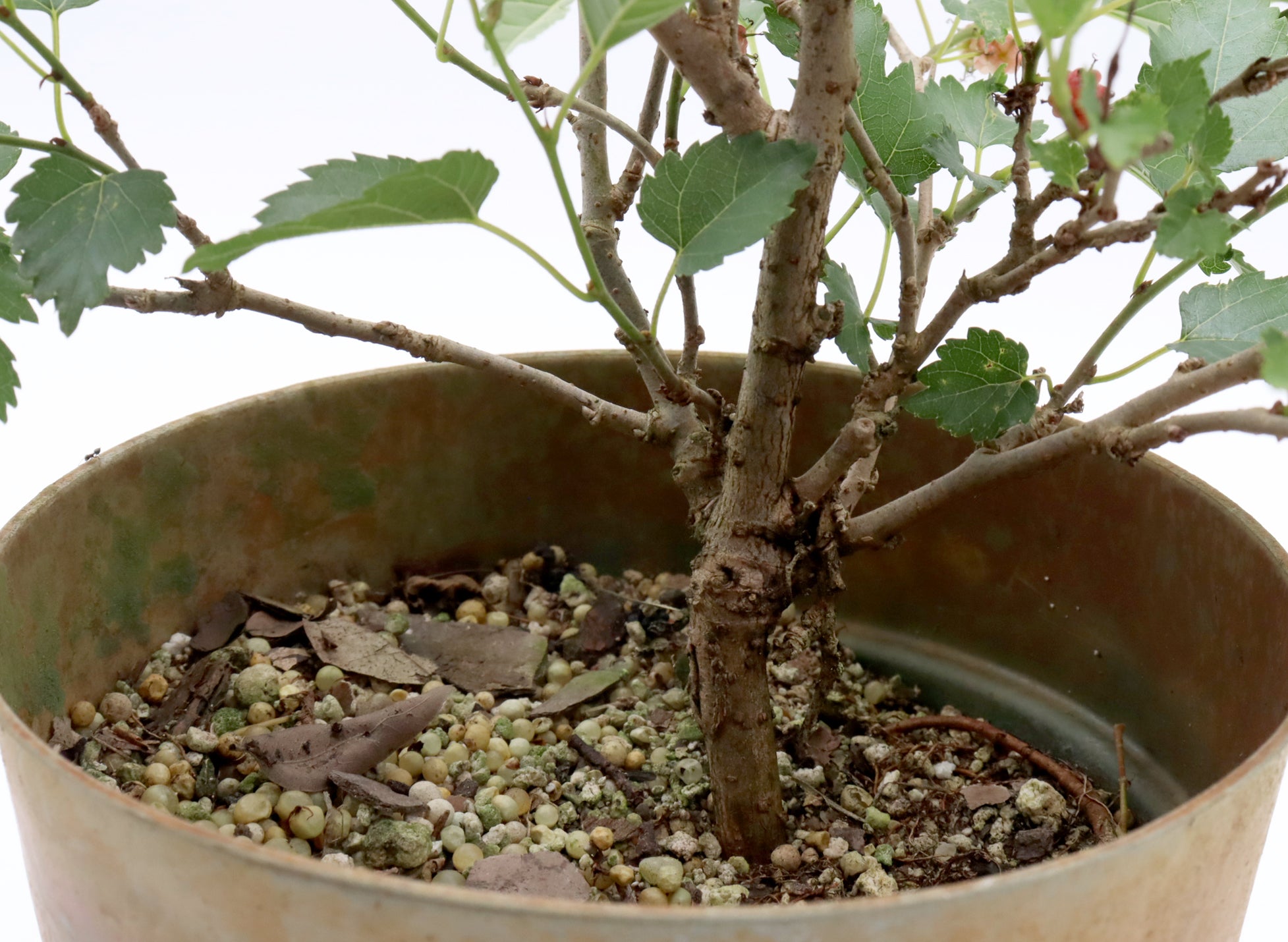 Assorted Dwarf Mulberry in Six Inch Plastic Pots