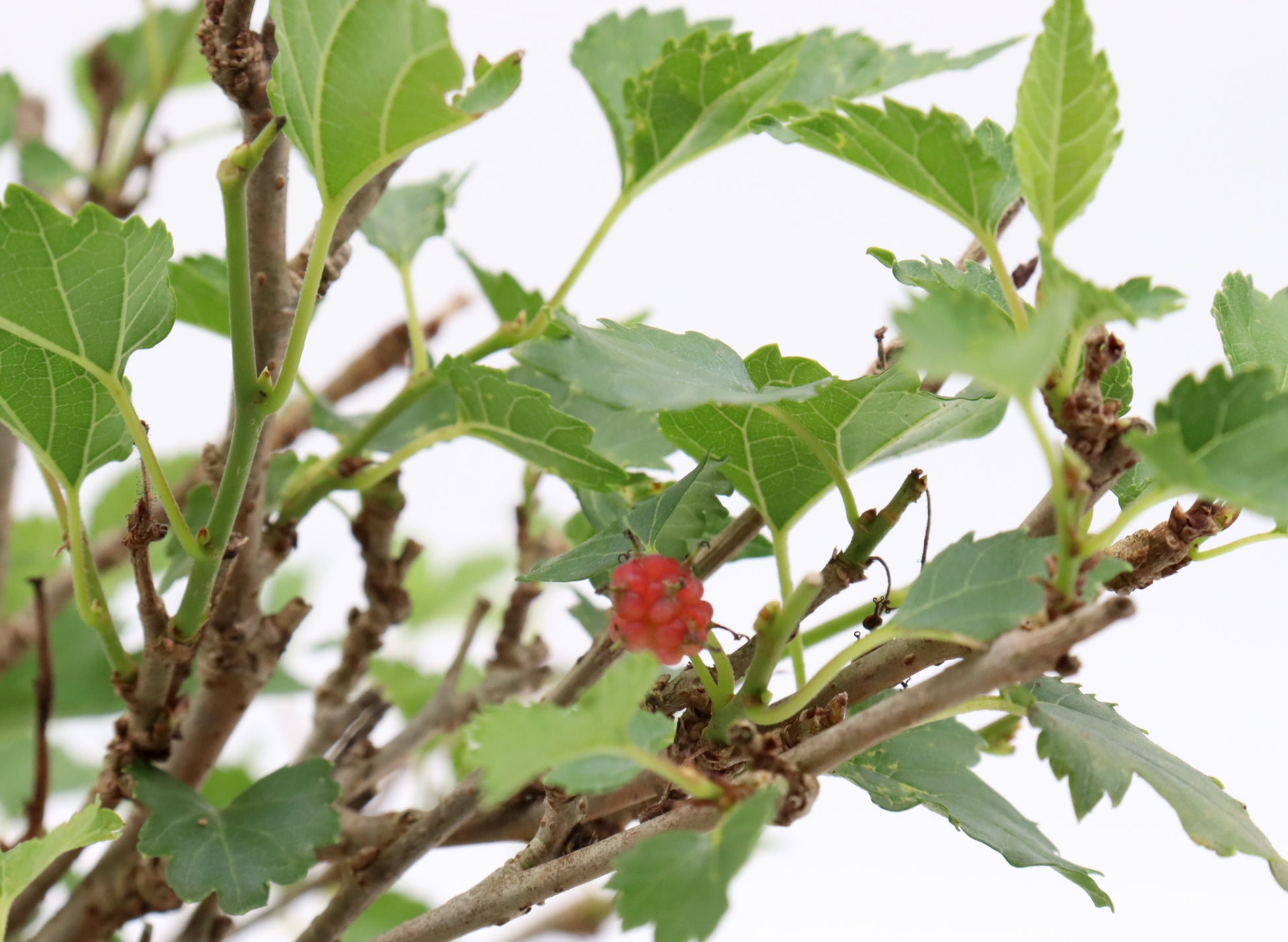Assorted Dwarf Mulberry in Six Inch Plastic Pots
