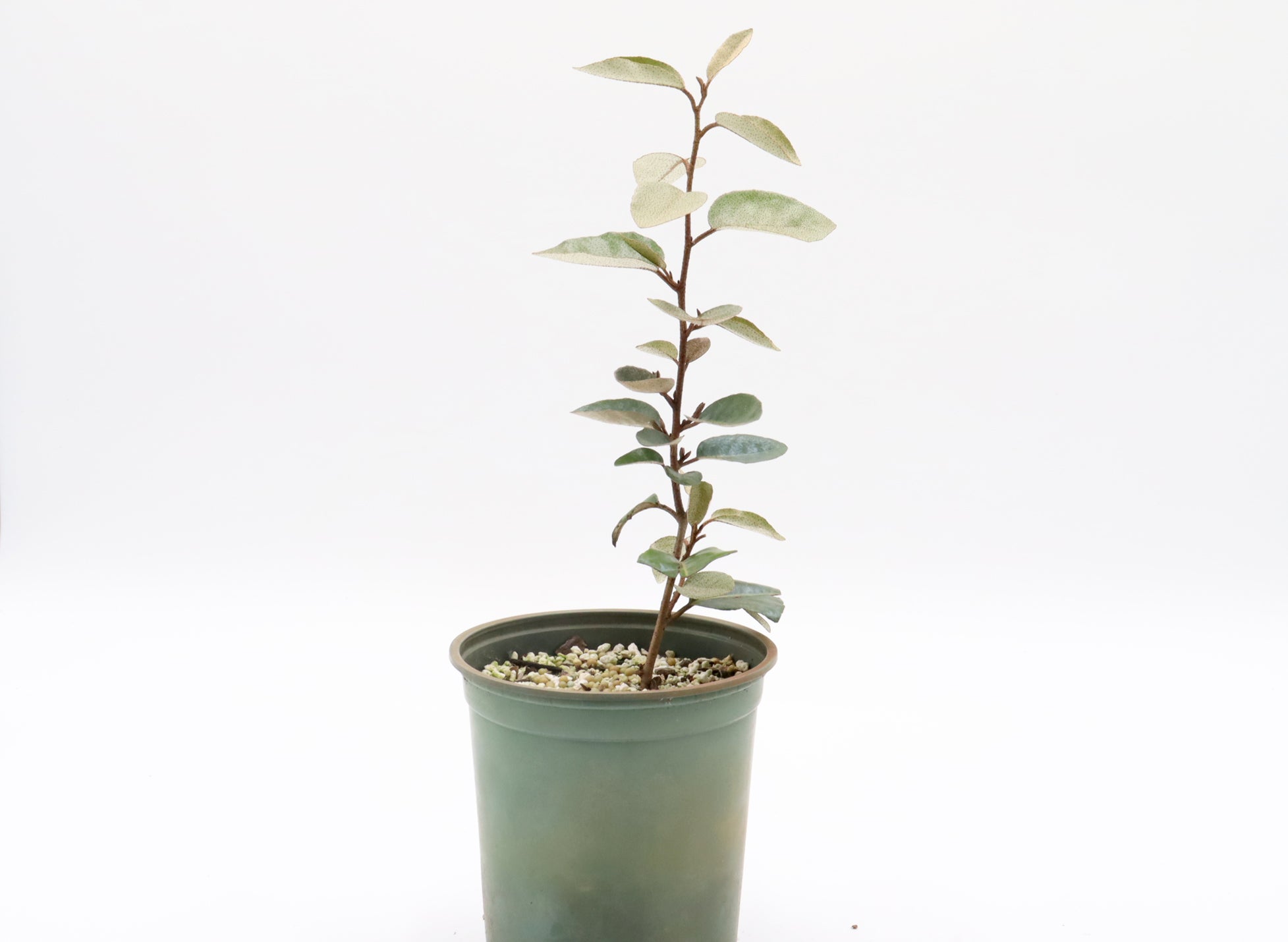 Fruiting Flowering Starter Group