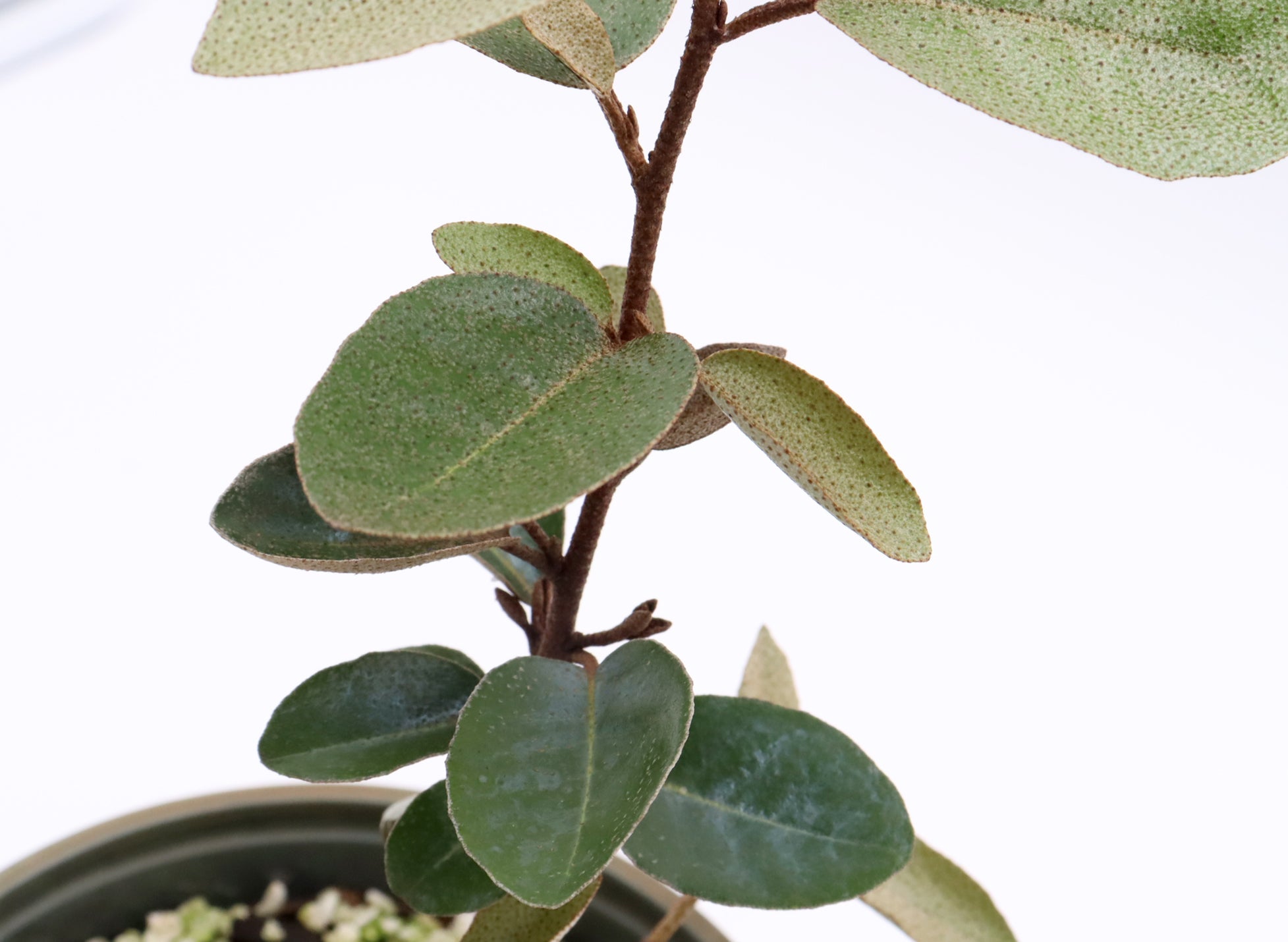 Fruiting Flowering Starter Group