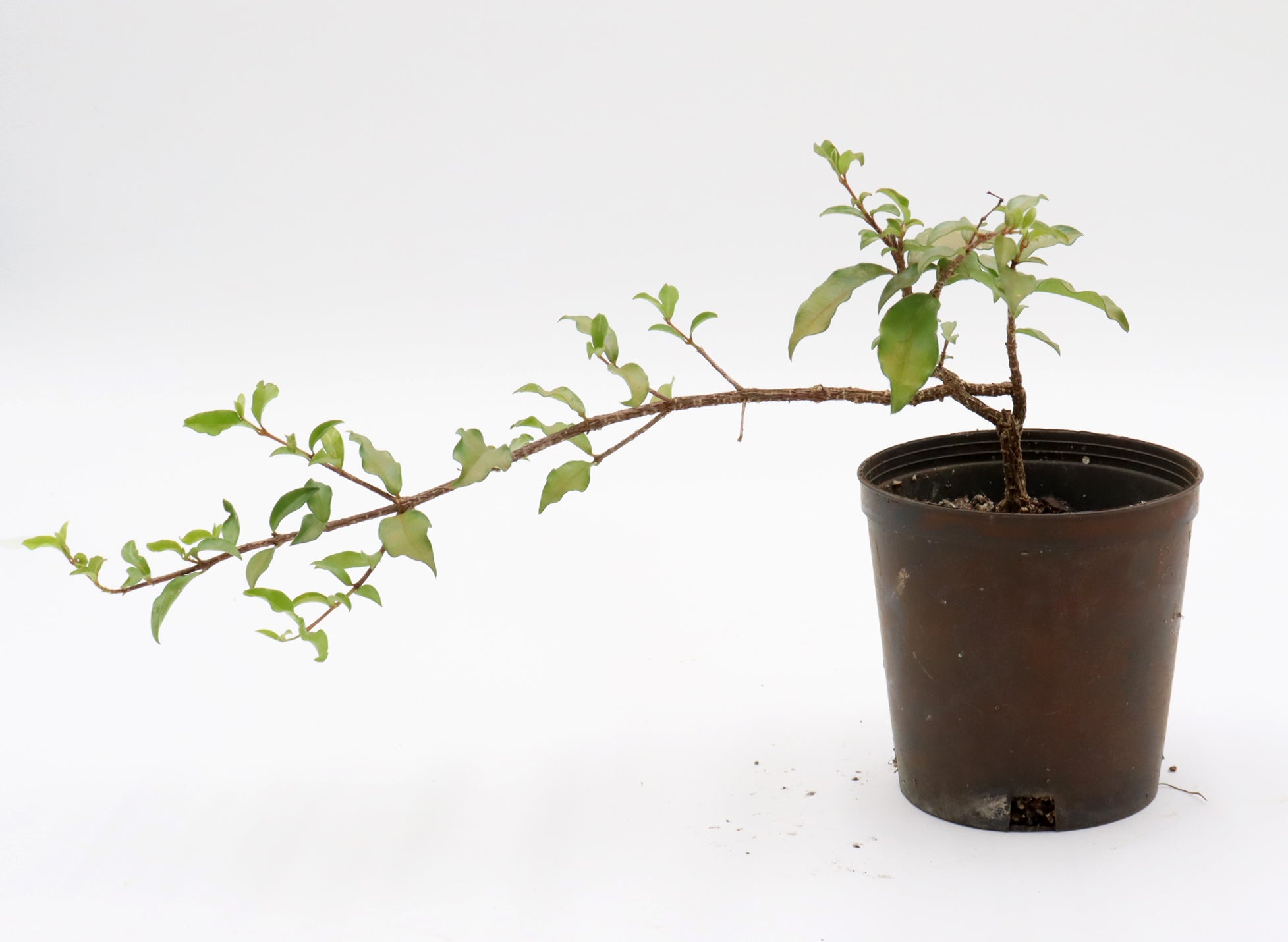 Fruiting Flowering Starter Group
