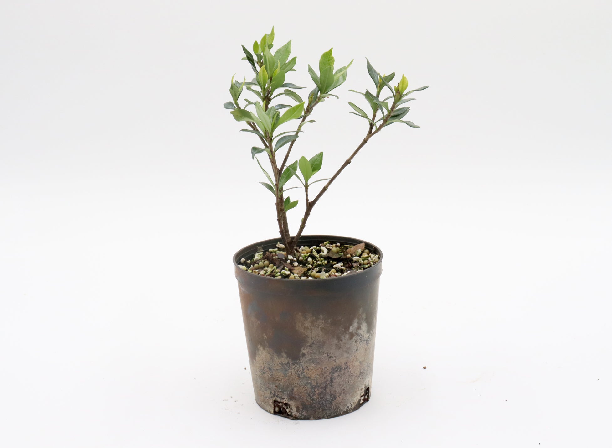 Assorted Gardenia Radicans in Four Inch Plastic Pots