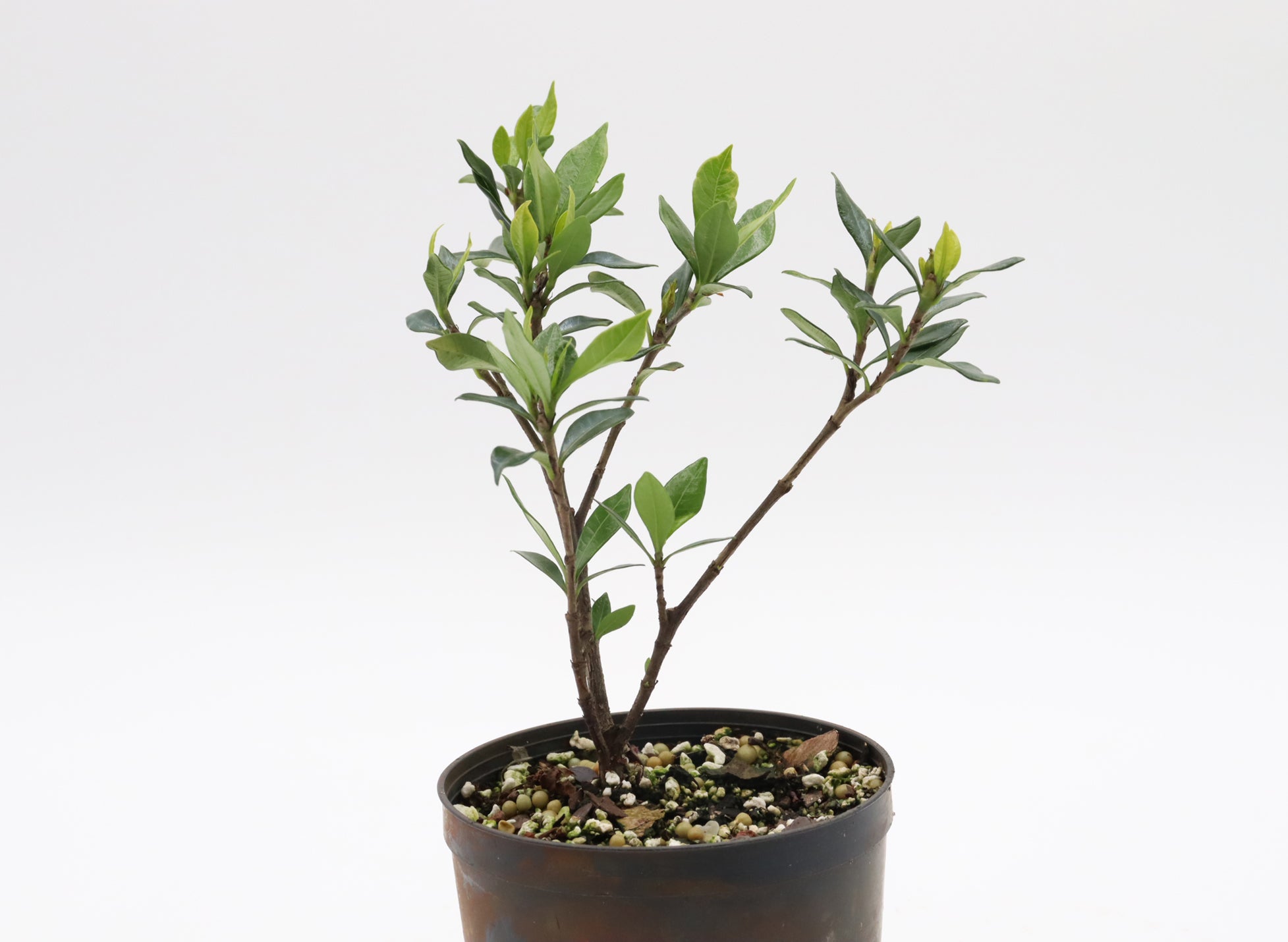 Assorted Gardenia Radicans in Four Inch Plastic Pots