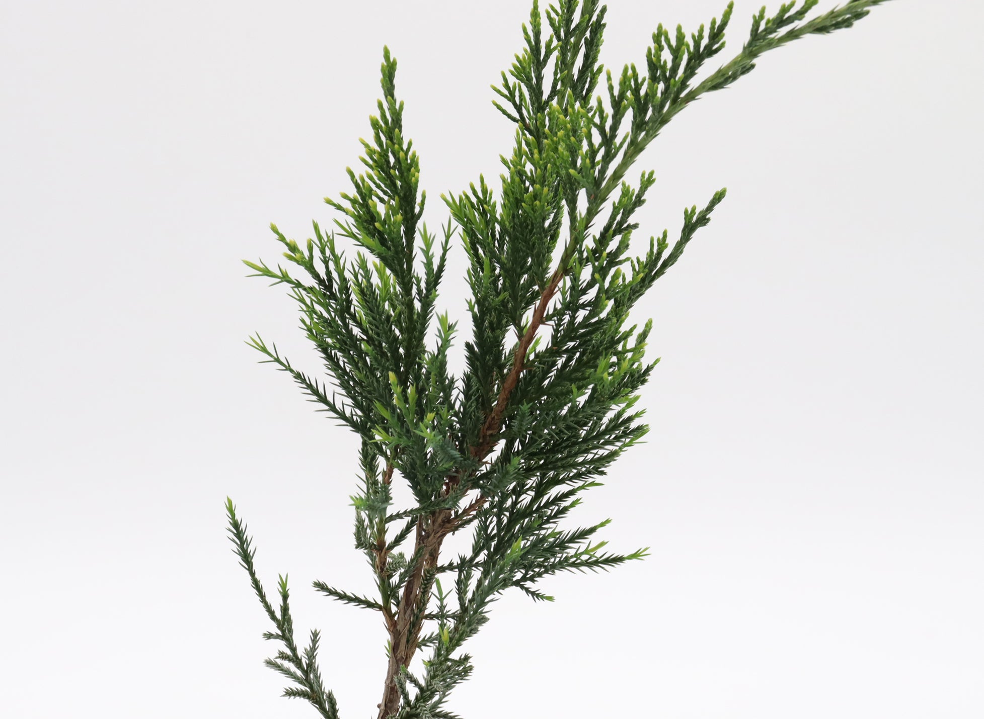Assorted Seagreen Juniper Cuttings