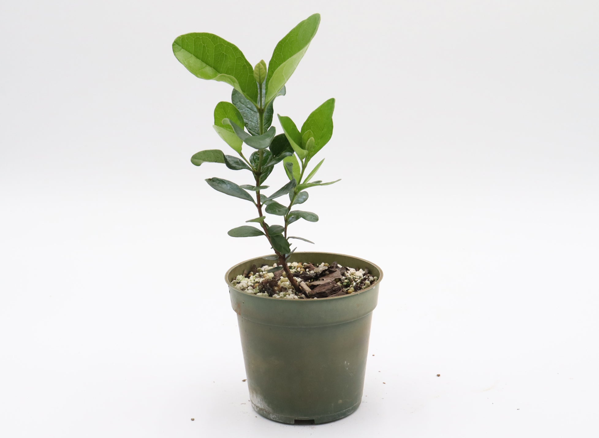 Assorted Pineapple Guava in Four Inch Plastic Pots