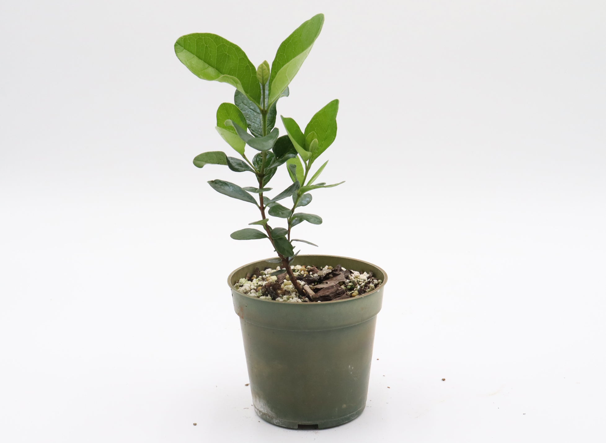 Fruiting Flowering Starter Group