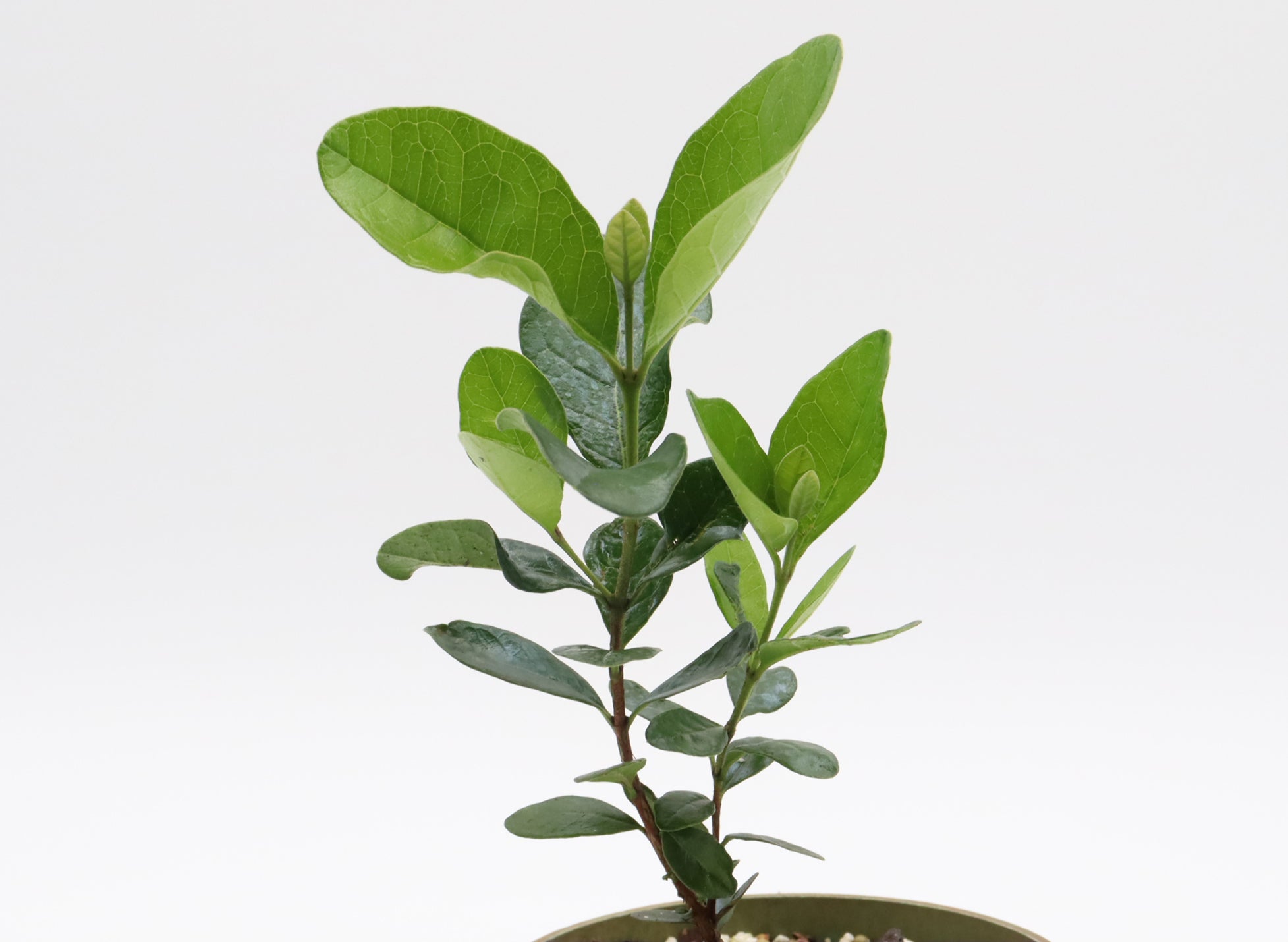 Fruiting Flowering Starter Group