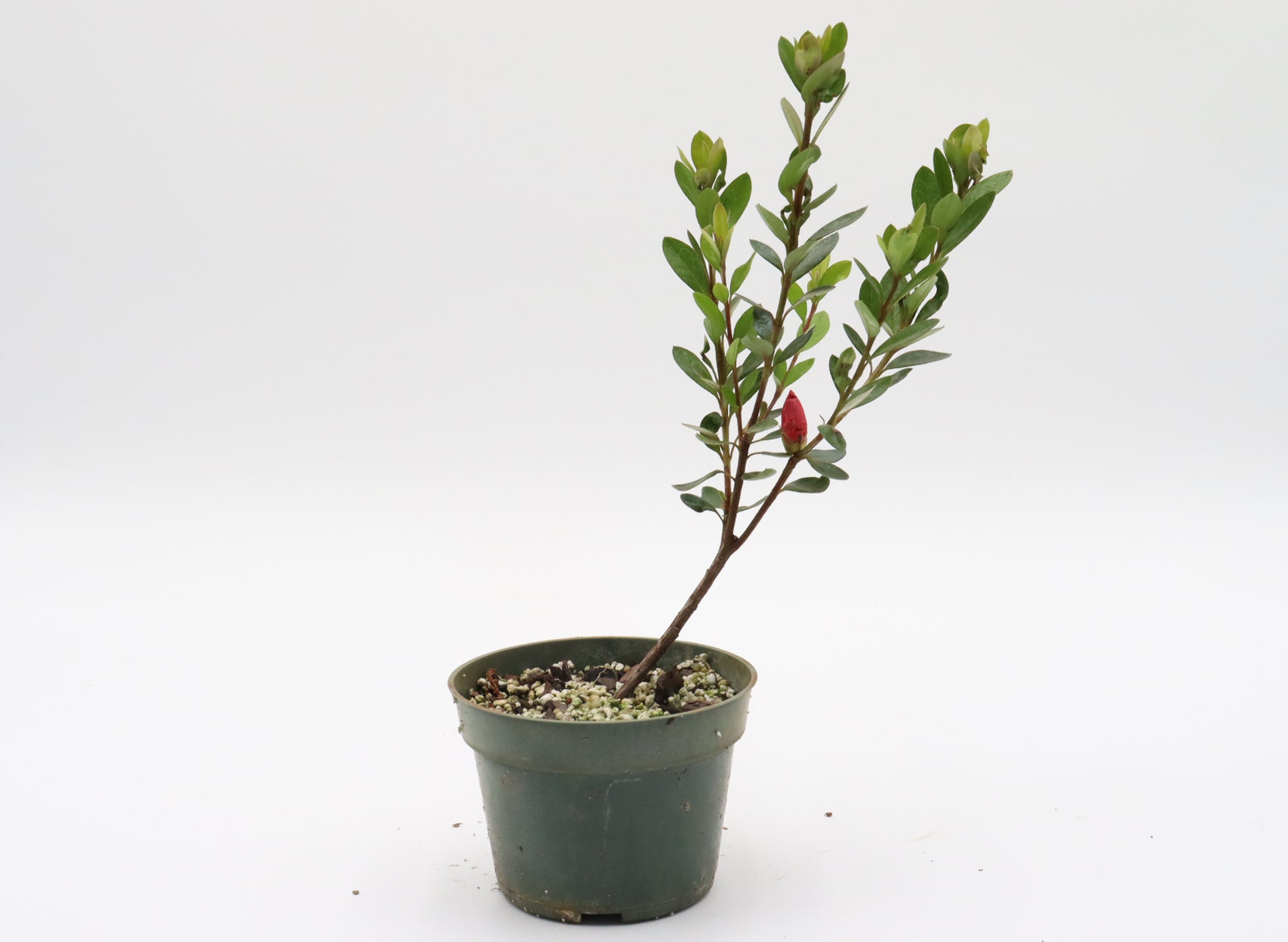 Fruiting Flowering Starter Group