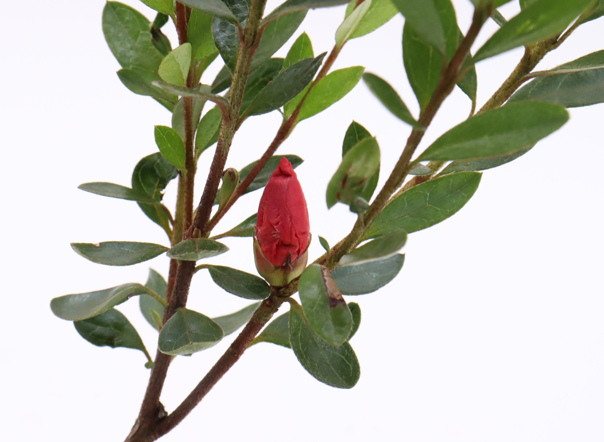 Fashion Azalea in Four Inch Plastic Pots